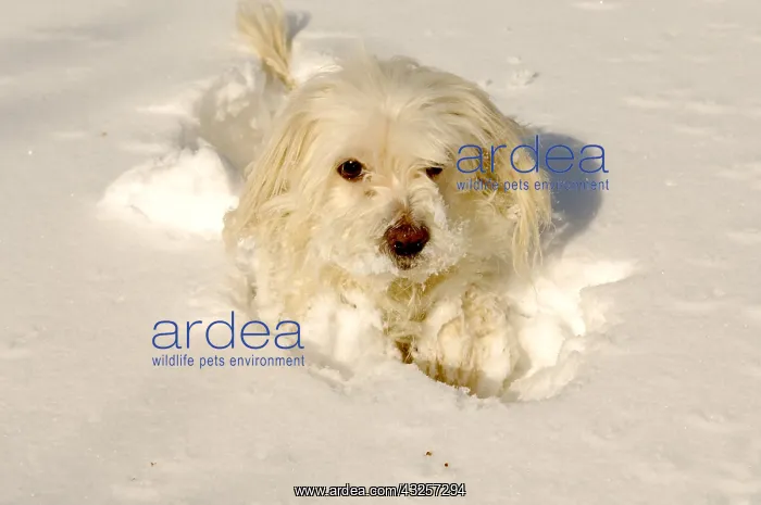 : Dog Tulear Cotton in snow : Dog Tulear Cotton in snow
