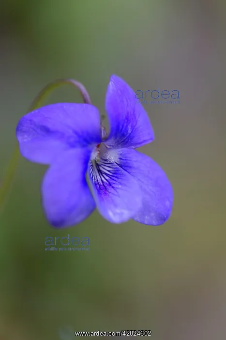 : Dog Violet - Spring : Dog Violet - Spring
