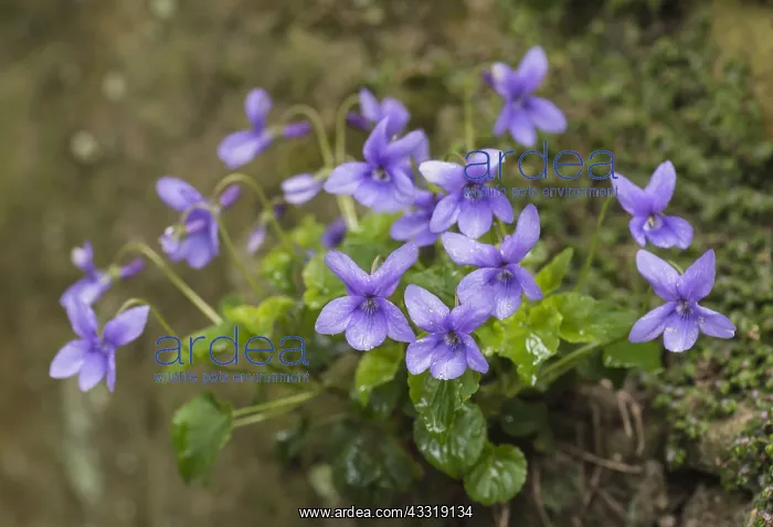 : Dog Violet, Viola riviniana, Mauve subject : Dog Violet, Viola riviniana, Mauve subject
