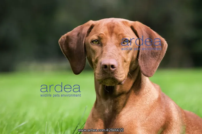 : Dog - Vizsla Hunting Dog