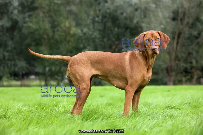  : Dog - Vizsla Hunting Dog