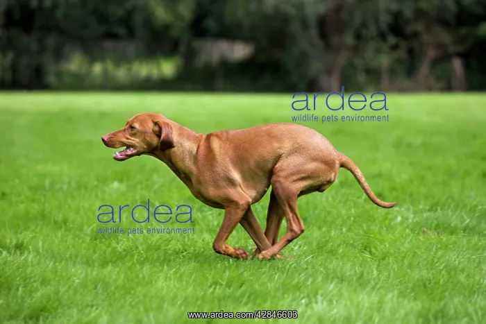  : Dog - Vizsla Hunting Dog running
