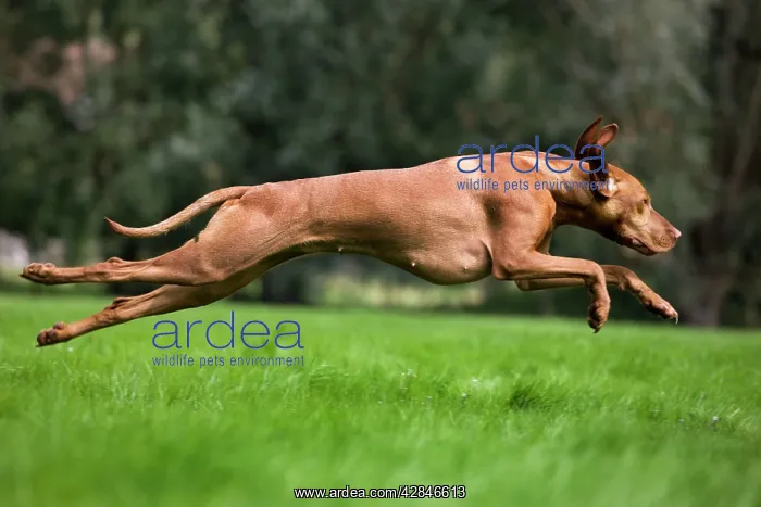  : Dog - Vizsla Hunting Dog running