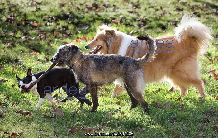  : Dog - three on walk, one carrying a stick