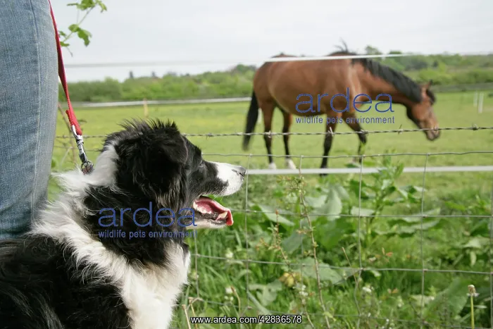 : Dog being walked on a lead & looking at a horse : Dog being walked on a lead & looking at a horse