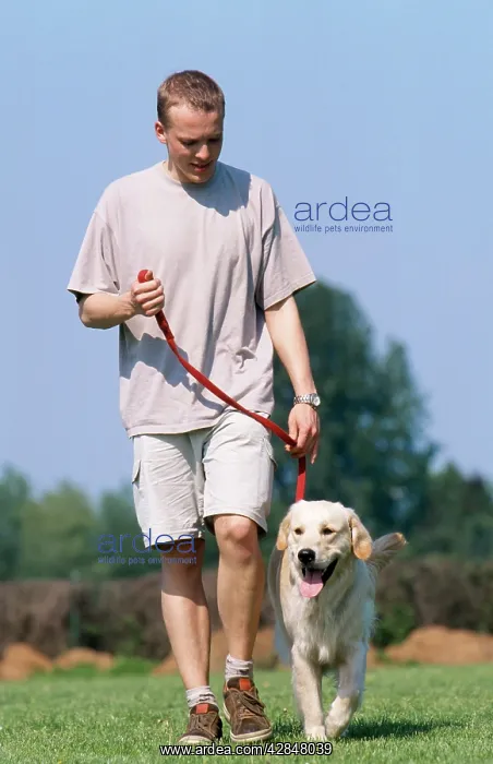 : Dog - being walked by man. Good example of 'walking : Dog - being walked by man. Good example of 'walking