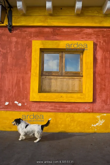 : Dog walking in front of a fenster Stromboli Island : Dog walking in front of a fenster Stromboli Island