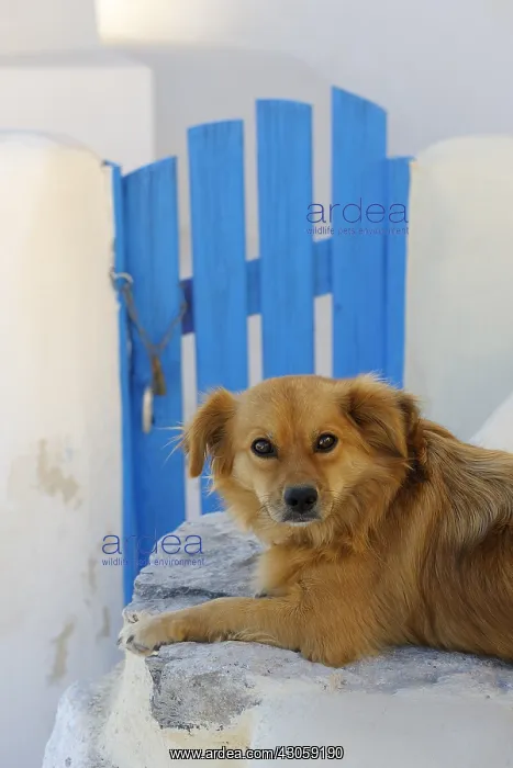 : Dog on a wall Cyclades islands Greece : Dog on a wall Cyclades islands Greece