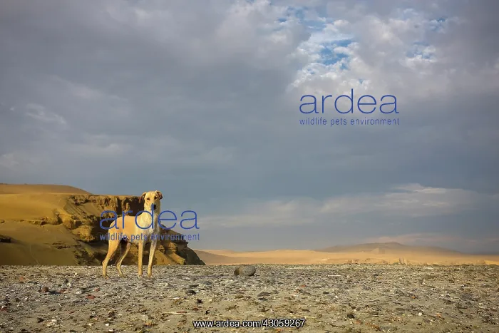 : Dog watching Paracas National Reserve Peru : Dog watching Paracas National Reserve Peru