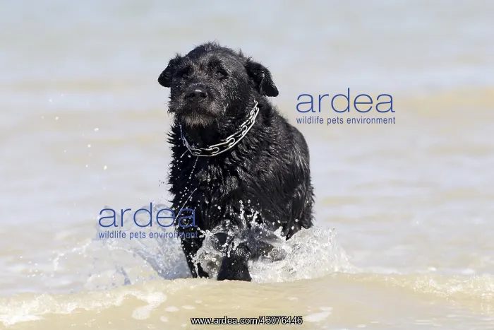 : Dog in water : Dog in water