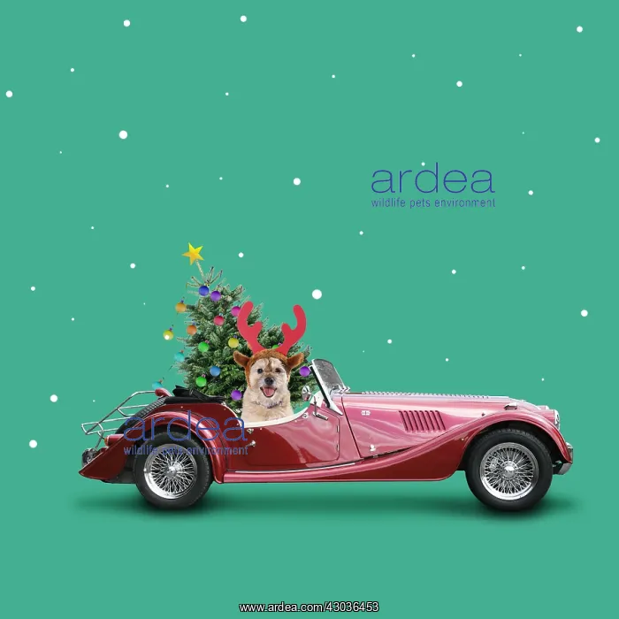  : Dog wearing antlers driving car with decorated