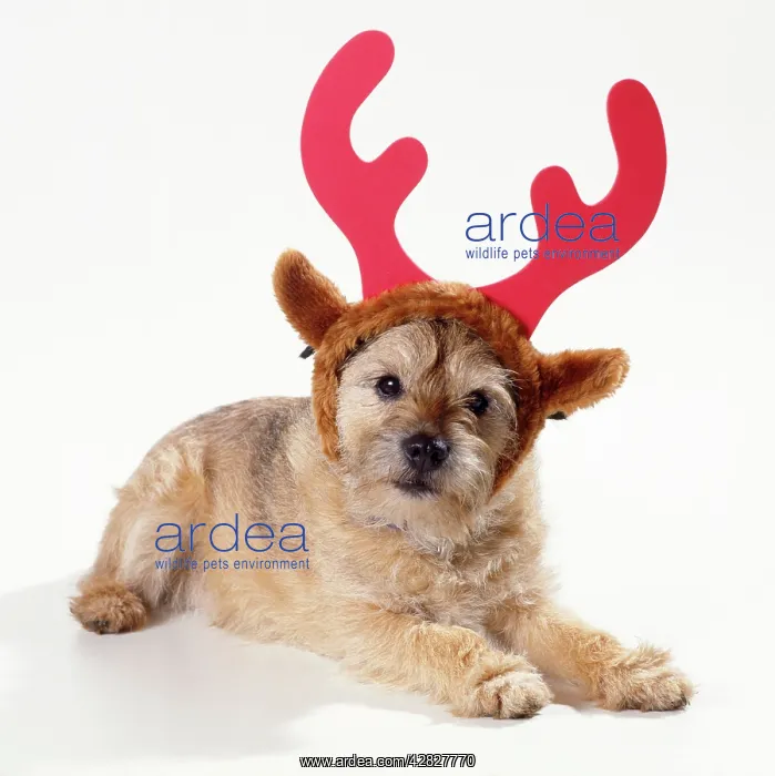  : Dog - wearing Christmas antlers