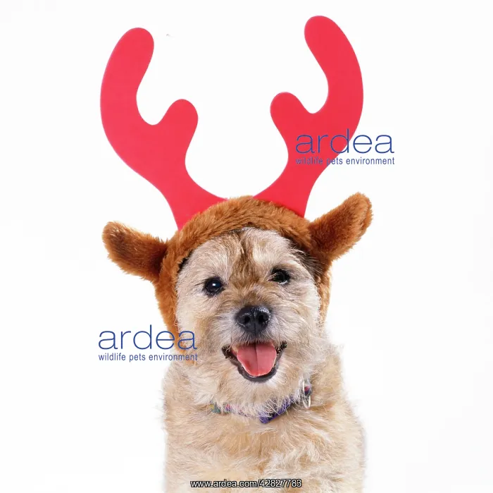  : DOG - wearing Christmas antlers
