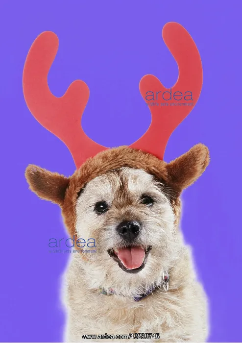 : DOG - wearing Christmas antlers : DOG - wearing Christmas antlers