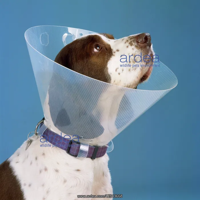  : DOG - Wearing Elizabethan collar