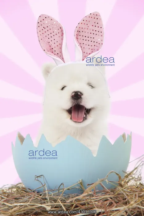 : Dog, wearing rabbit / bunny ears emerging from egg shell : Dog, wearing rabbit / bunny ears emerging from egg shell