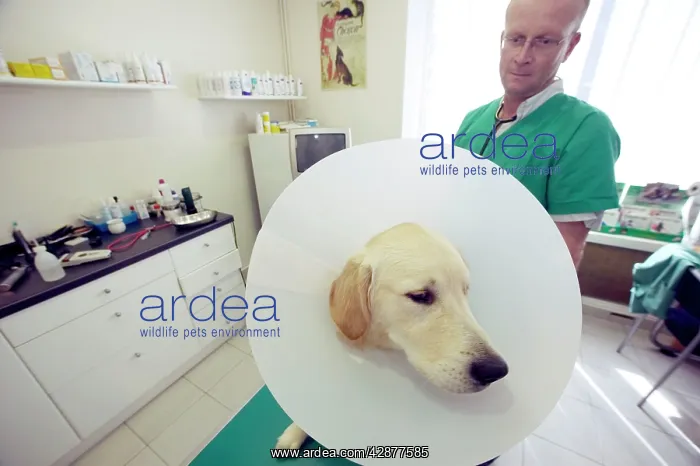 : Dog wearing a wimple with vet : Dog wearing a wimple with vet