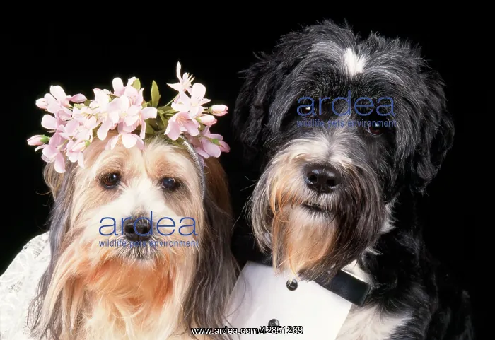 : Dog - wedding : Dog - wedding