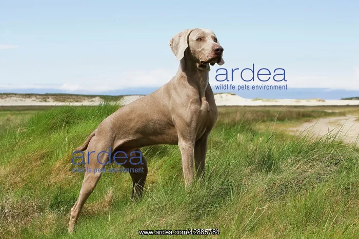 : Dog - Weimaraner : Dog - Weimaraner