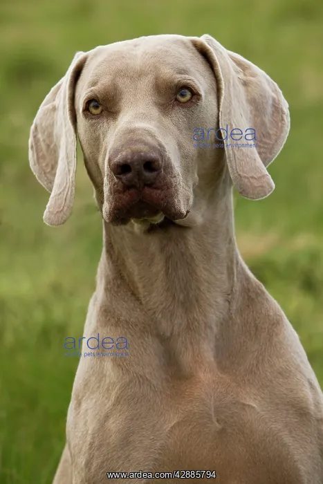 : Dog - Weimaraner : Dog - Weimaraner