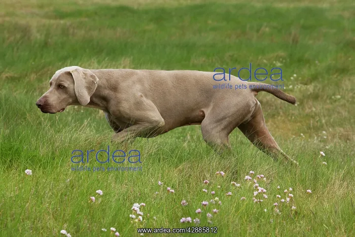 : Dog - Weimaraner : Dog - Weimaraner