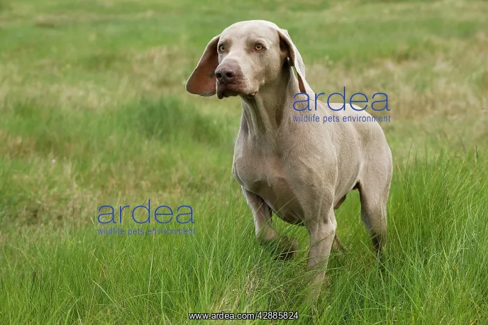 : Dog - Weimaraner : Dog - Weimaraner