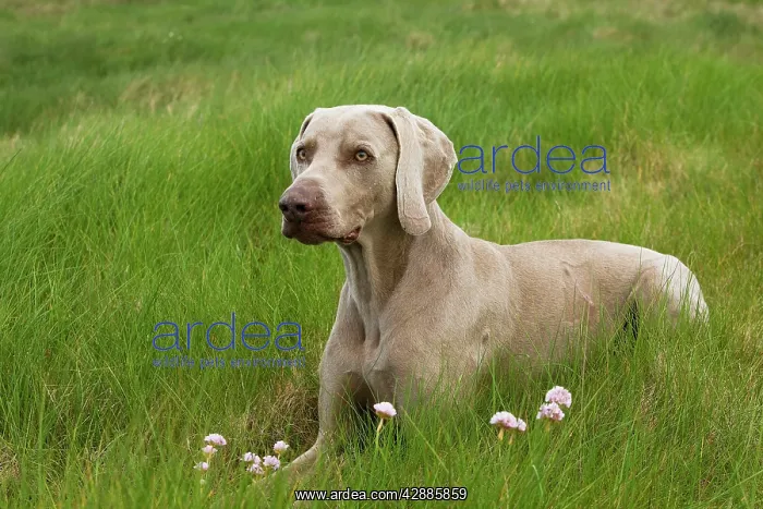 : Dog - Weimaraner : Dog - Weimaraner