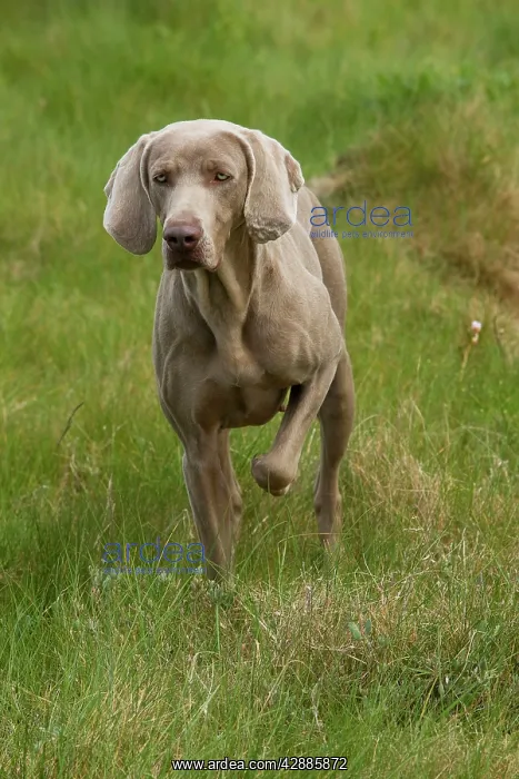 : Dog - Weimaraner : Dog - Weimaraner
