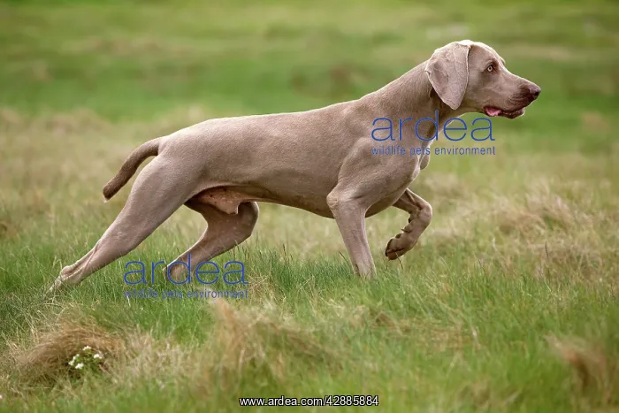 : Dog - Weimaraner : Dog - Weimaraner