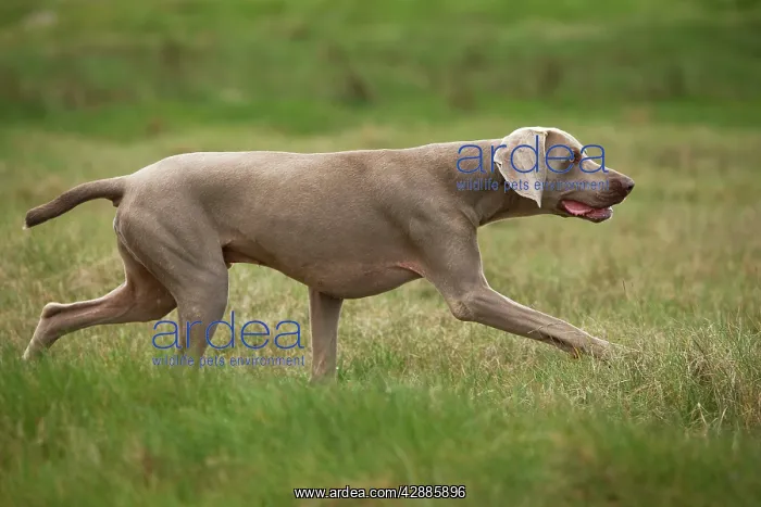 : Dog - Weimaraner : Dog - Weimaraner