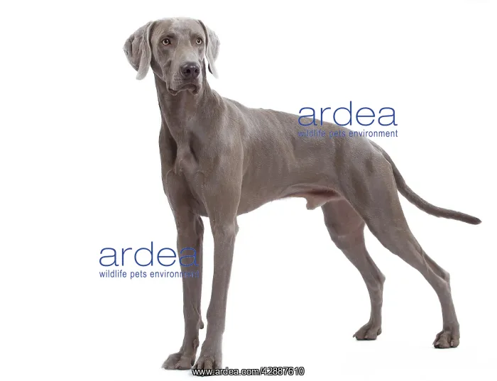 : Dog - Weimaraner : Dog - Weimaraner