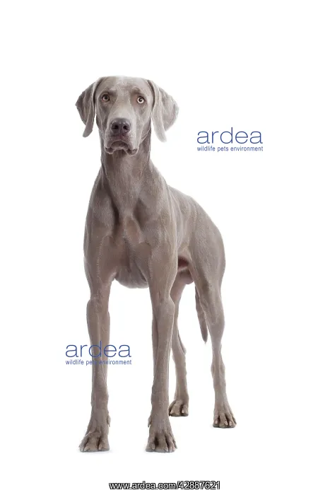 : Dog - Weimaraner : Dog - Weimaraner