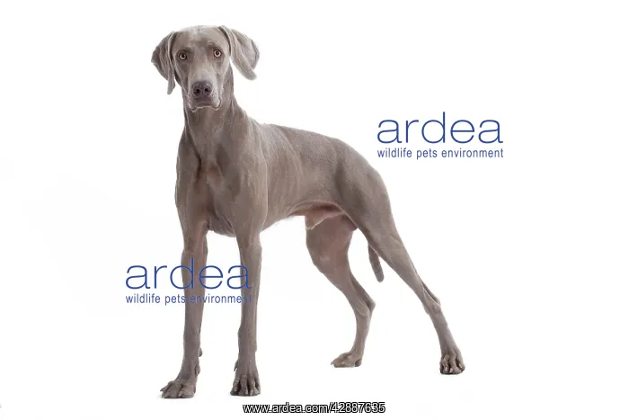 : Dog - Weimaraner : Dog - Weimaraner