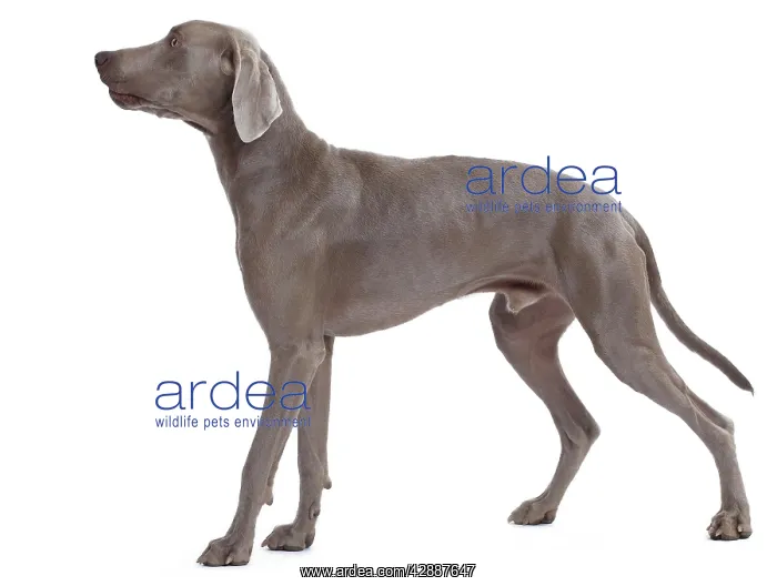 : Dog - Weimaraner : Dog - Weimaraner