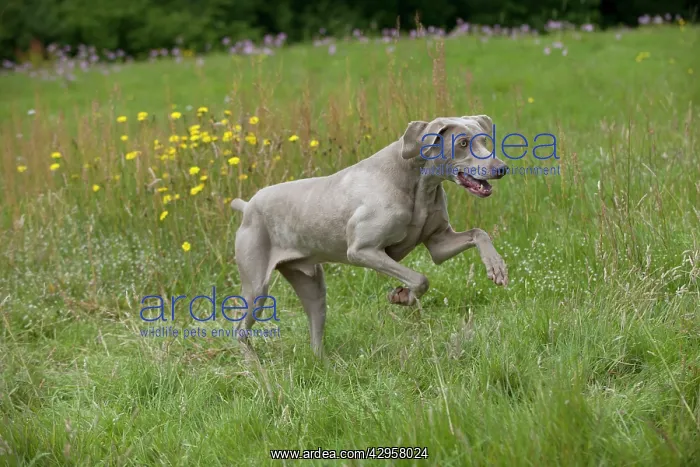 : DOG - Weimaraner : DOG - Weimaraner