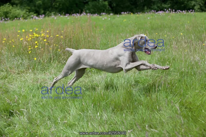  : DOG - Weimaraner