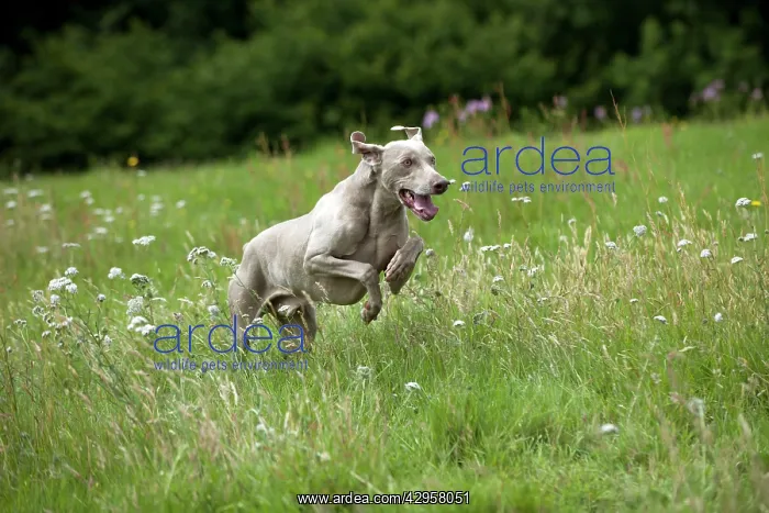 : DOG - Weimaraner : DOG - Weimaraner