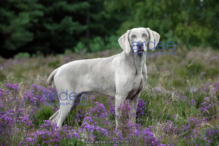  : DOG - Weimaraner