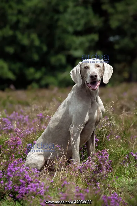  : DOG - Weimaraner