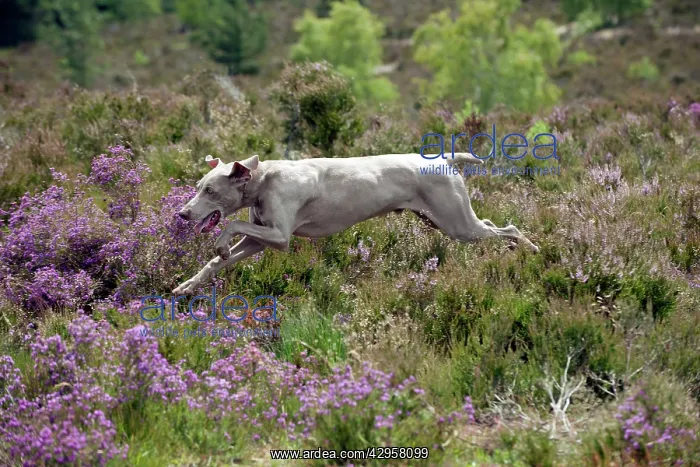  : DOG - Weimaraner