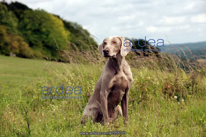 : DOG - Weimaraner : DOG - Weimaraner