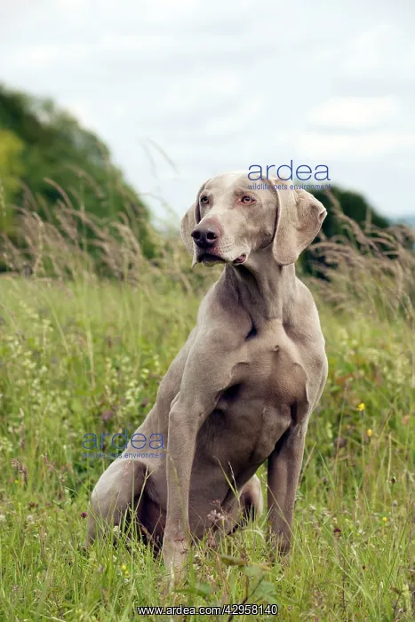 : DOG - Weimaraner : DOG - Weimaraner