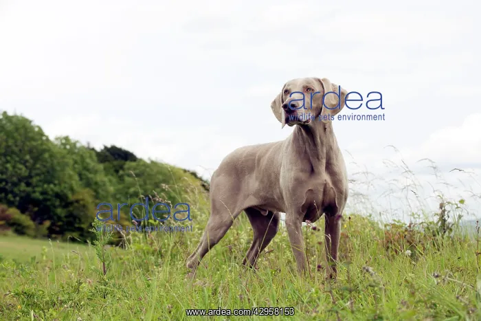 : DOG - Weimaraner : DOG - Weimaraner