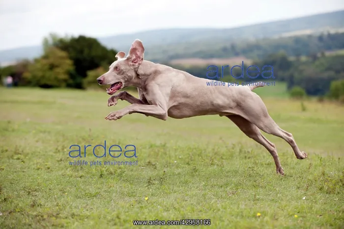 : DOG - Weimaraner : DOG - Weimaraner