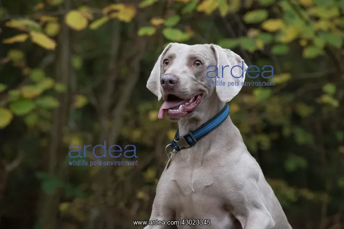 : Dog Weimaraner : Dog Weimaraner