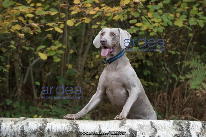 : Dog Weimaraner : Dog Weimaraner