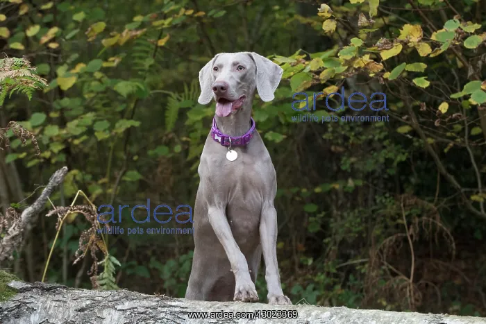 : Dog Weimaraner : Dog Weimaraner