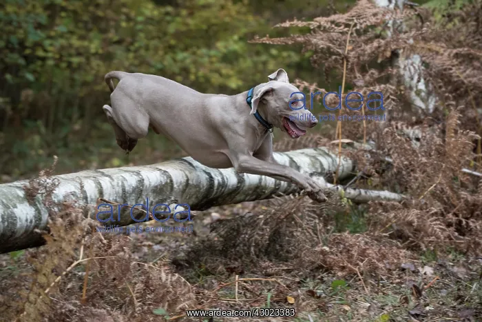 : Dog Weimaraner : Dog Weimaraner