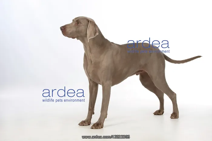 : Dog Weimaraner : Dog Weimaraner