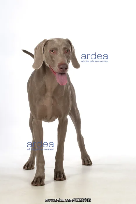: Dog Weimaraner : Dog Weimaraner